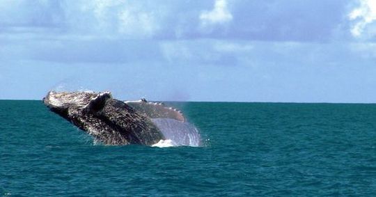 Mergulho e baleias em Abrolhos